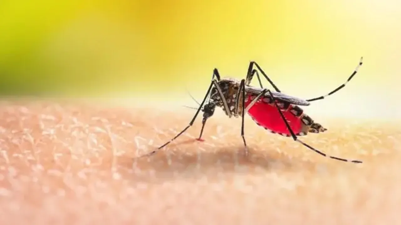 4 more die from dengue in 24 hours