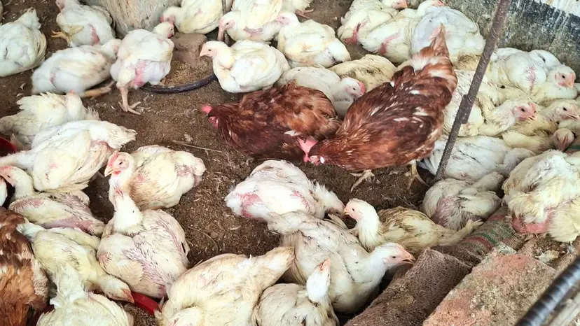 Broiler price rises by Tk 30 per kg in a week