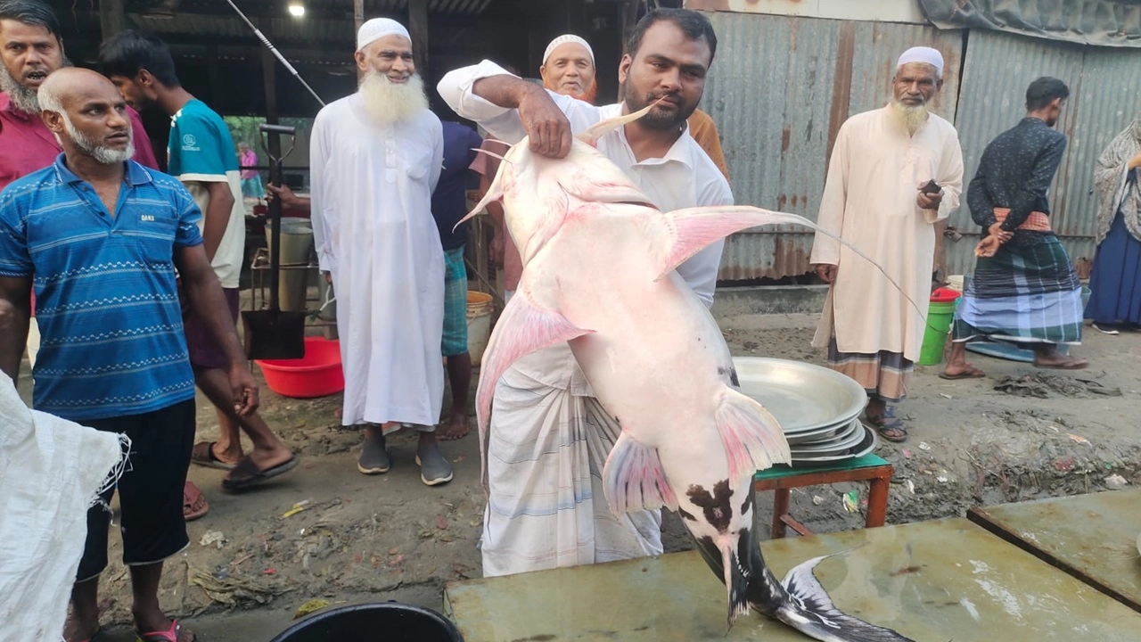 ৫০ হাজার টাকায় বিক্রি হলো যমুনায় ধরা ৩৩ কেজির বাঘাইড়